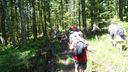 2025-06-17_25-Hetre-de-la-vierge_005.JPG