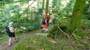 2025-06-17_25-Hetre-de-la-vierge_007.JPG