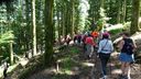 2025-06-17_25-Hetre-de-la-vierge_008.JPG