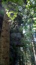 2025-06-17_25-Hetre-de-la-vierge_011.JPG