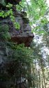 2025-06-17_25-Hetre-de-la-vierge_012.JPG
