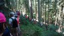2025-06-17_25-Hetre-de-la-vierge_013.JPG