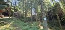 2025-06-17_25-Hetre-de-la-vierge_020.jpg