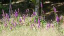 2025-06-17_25-Hetre-de-la-vierge_023.JPG
