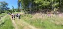 2025-06-17_25-Hetre-de-la-vierge_025.jpg