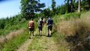 2025-06-17_25-Hetre-de-la-vierge_026.JPG
