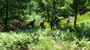 2025-06-17_25-Hetre-de-la-vierge_027.JPG