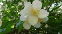 2025-06-17_25-Hetre-de-la-vierge_034.JPG