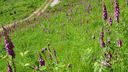 2025-06-17_25-Hetre-de-la-vierge_035.JPG